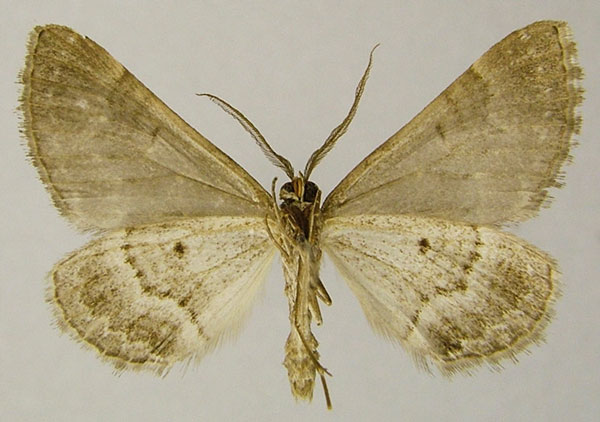 /filer/webapps/moths/media/images/M/moerdycki_Parortholitha_HT_ZSMb.jpg
