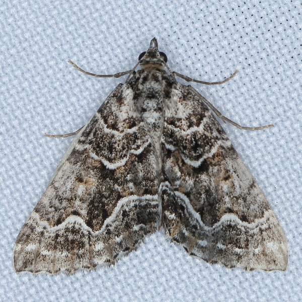 /filer/webapps/moths/media/images/M/moerdyki_Parortholitha_A_Heyns_01.JPG