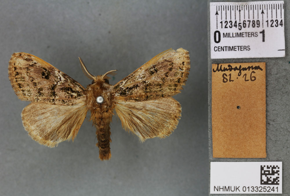 /filer/webapps/moths/media/images/M/moerens_Calliteara_LT_BMNHa.jpg