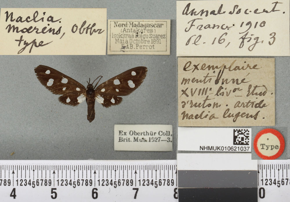 /filer/webapps/moths/media/images/M/moerens_Naclia_HT_BMNHa.jpg