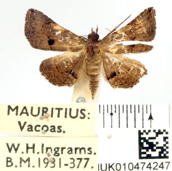 /filer/webapps/moths/media/images/M/moestalis_Rhesala_AF_BMNH_02.jpg