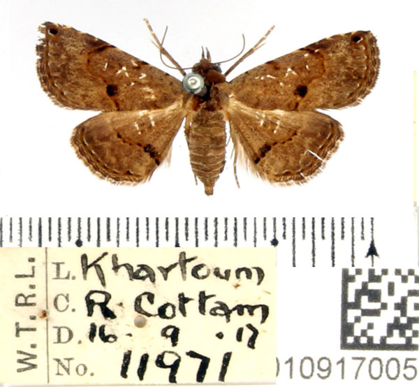 /filer/webapps/moths/media/images/M/moestalis_Rhesala_AF_BMNH_03.jpg