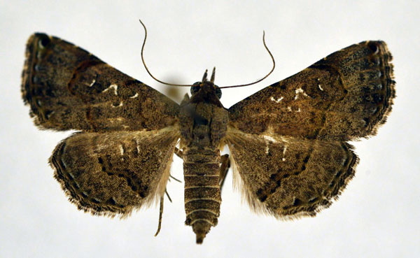 /filer/webapps/moths/media/images/M/moestalis_Rhesala_AF_NHMO.jpg