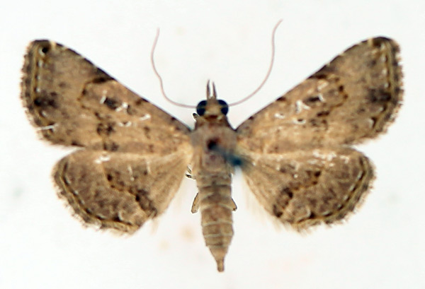 /filer/webapps/moths/media/images/M/moestalis_Rhesala_AF_TMSA_01.jpg