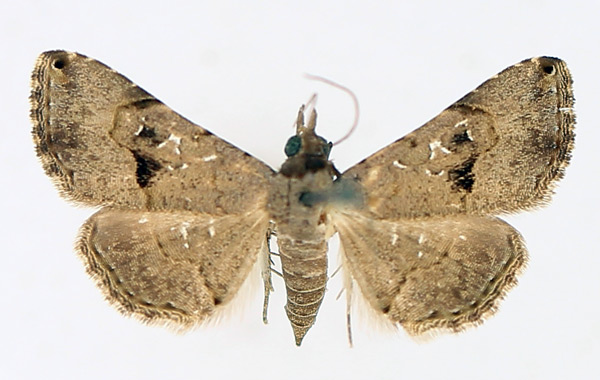 /filer/webapps/moths/media/images/M/moestalis_Rhesala_AF_TMSA_02.jpg