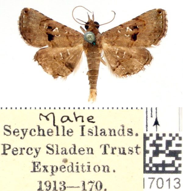 /filer/webapps/moths/media/images/M/moestalis_Rhesala_AM_BMNH_01.jpg
