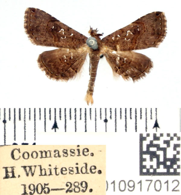 /filer/webapps/moths/media/images/M/moestalis_Rhesala_AM_BMNH_02.jpg