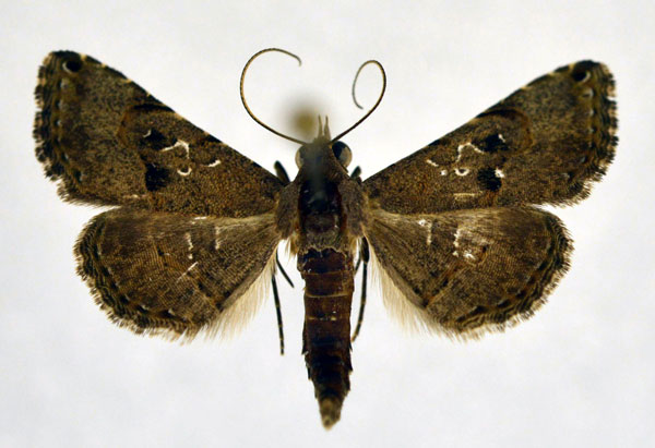 /filer/webapps/moths/media/images/M/moestalis_Rhesala_AM_NHMO.jpg