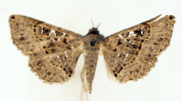/filer/webapps/moths/media/images/M/moestalis_Rhesala_AM_TMSA_01.jpg