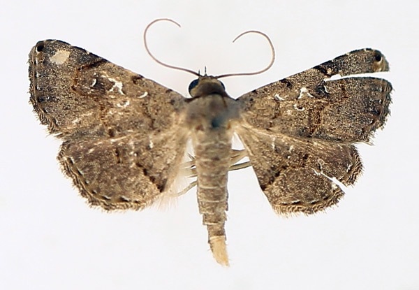 /filer/webapps/moths/media/images/M/moestalis_Rhesala_AM_TMSA_02.jpg
