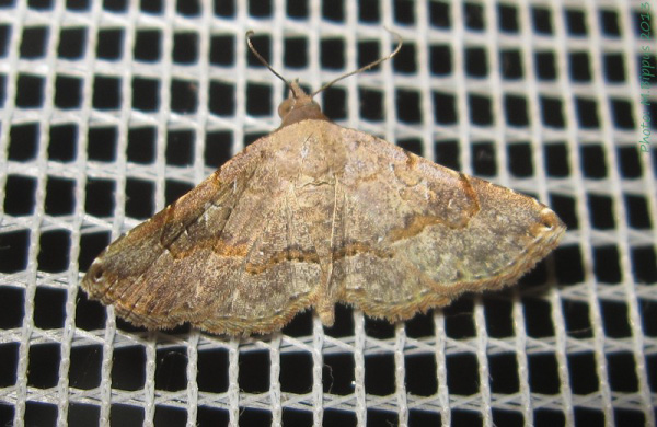 /filer/webapps/moths/media/images/M/moestalis_Rhesala_A_Bippus.jpg