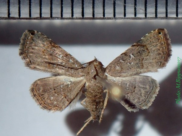 /filer/webapps/moths/media/images/M/moestalis_Rhesala_A_Bippus_02.jpg
