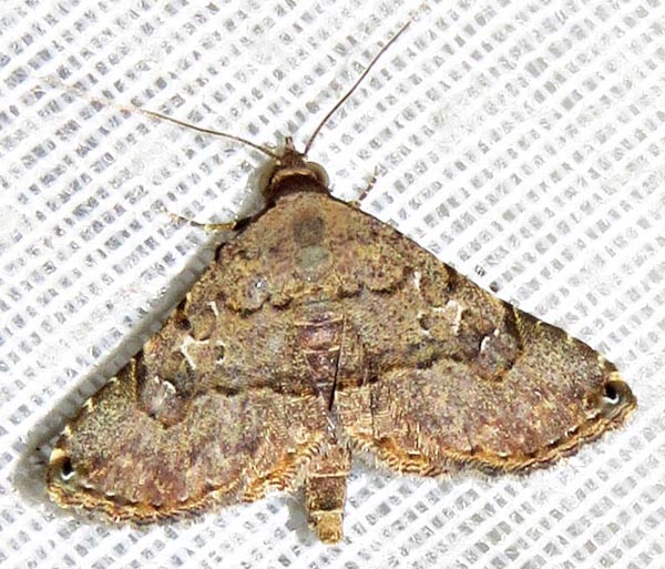 /filer/webapps/moths/media/images/M/moestalis_Rhesala_A_Braun_21.jpg