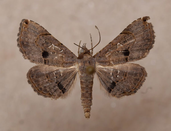 /filer/webapps/moths/media/images/M/moestalis_Rhesala_A_Butler_01.jpg