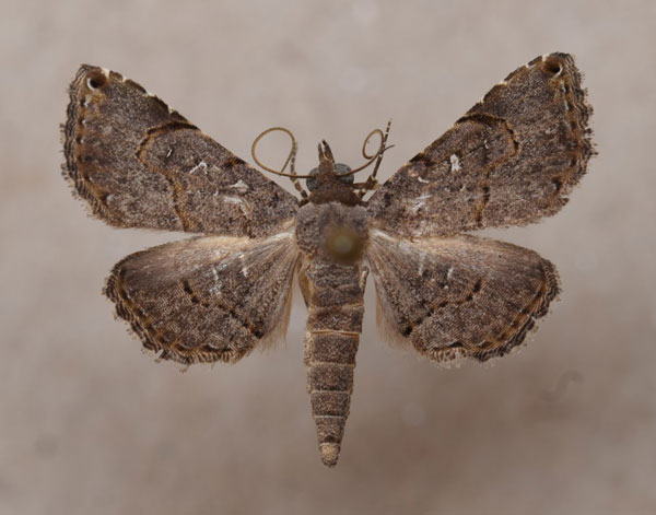 /filer/webapps/moths/media/images/M/moestalis_Rhesala_A_Butler_02.jpg