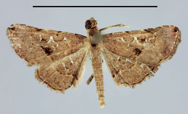 /filer/webapps/moths/media/images/M/moestalis_Rhesala_A_MNHN.jpg