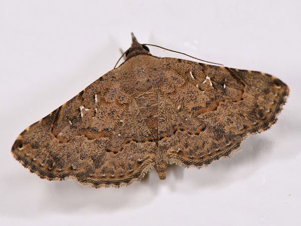 /filer/webapps/moths/media/images/M/moestalis_Rhesala_A_Mazzei.jpg