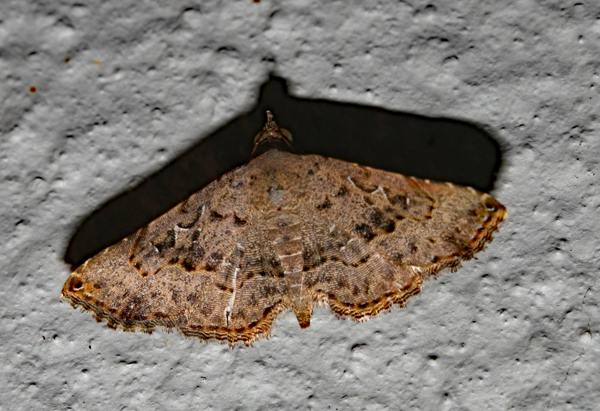 /filer/webapps/moths/media/images/M/moestalis_Rhesala_A_Roland_01.jpg
