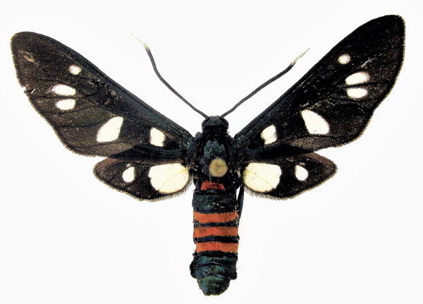 /filer/webapps/moths/media/images/M/mogadorensis_Amata_AF_ZSM.jpg