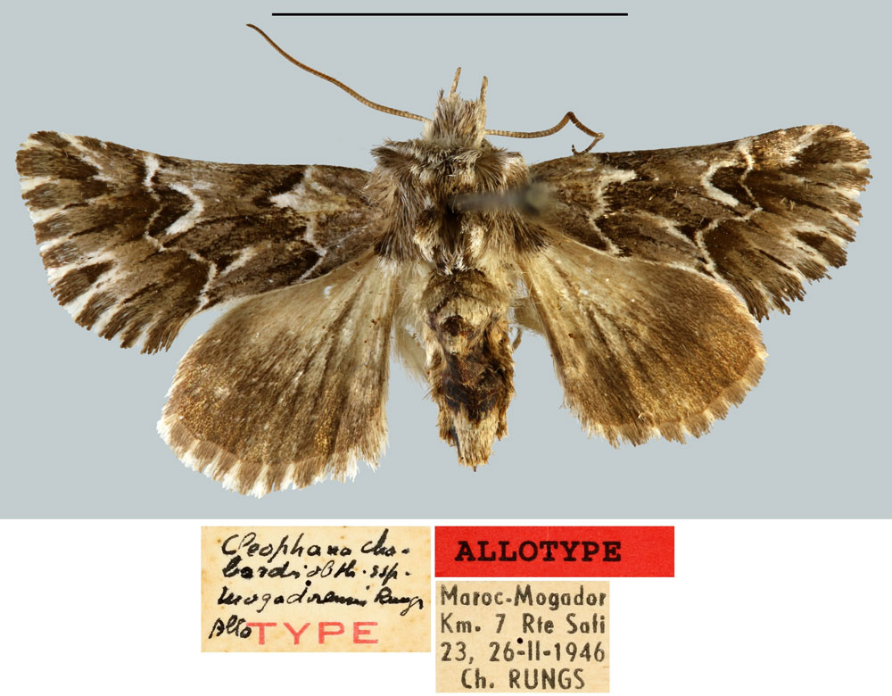 /filer/webapps/moths/media/images/M/mogadorensis_Cleophana_AT_MNHN.jpg