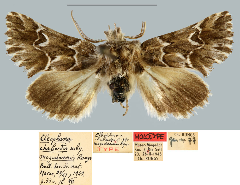 /filer/webapps/moths/media/images/M/mogadorensis_Cleophana_HT_MNHN.jpg