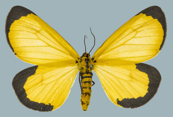 /filer/webapps/moths/media/images/M/moi_Zerenopsis_AF_Staude.jpg