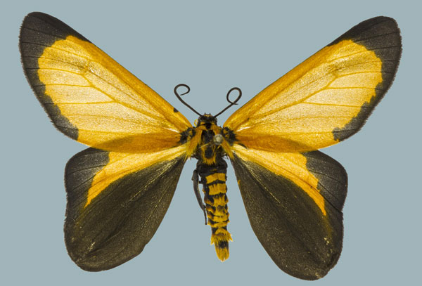 /filer/webapps/moths/media/images/M/moi_Zerenopsis_AM_Staude_01.jpg