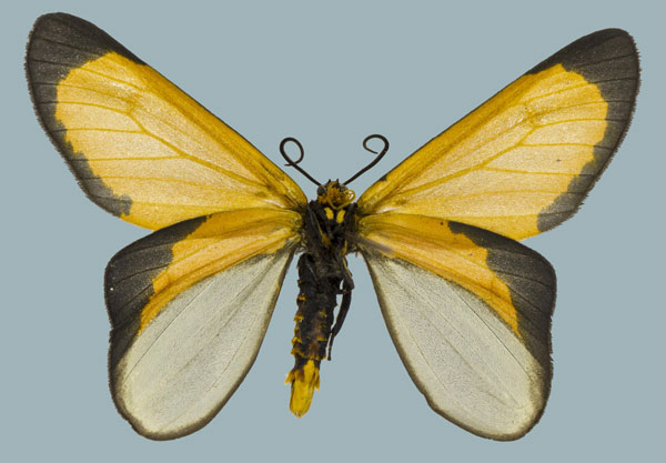 /filer/webapps/moths/media/images/M/moi_Zerenopsis_AM_Staude_02.jpg
