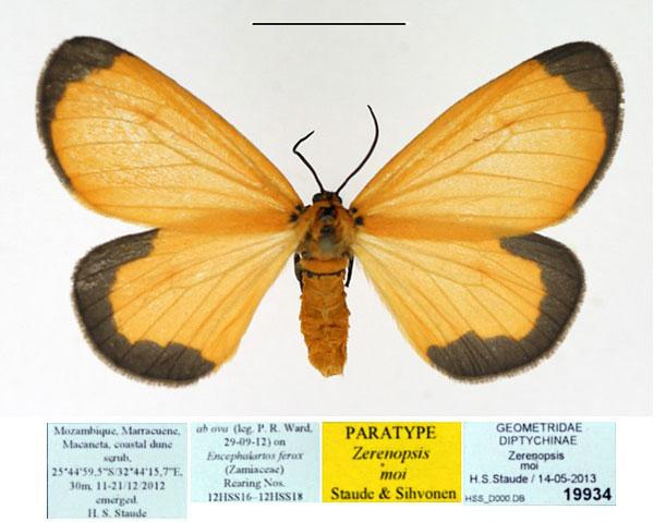 /filer/webapps/moths/media/images/M/moi_Zerenopsis_PTF_TMSA.jpg