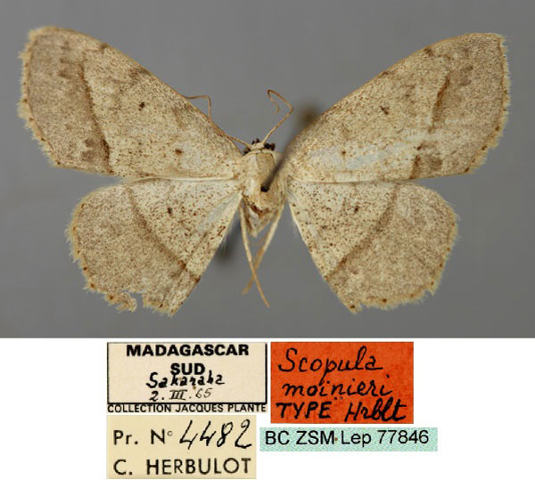 /filer/webapps/moths/media/images/M/moinieri_Scopula_HT_ZSM_01.jpg