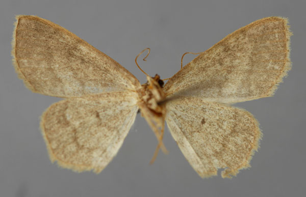 /filer/webapps/moths/media/images/M/moinieri_Scopula_HT_ZSM_02.jpg