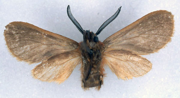 /filer/webapps/moths/media/images/M/moira_Metarctia_HT_BMNH_02.jpg