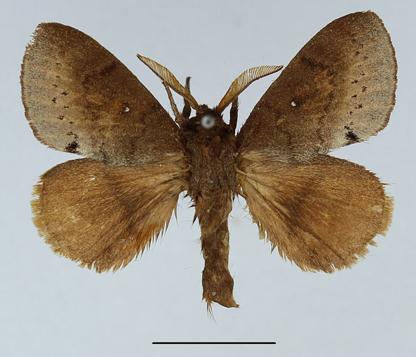 /filer/webapps/moths/media/images/M/moka_Endacantha_AM_Basquin_01.jpg