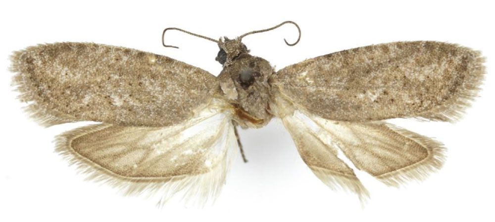 /filer/webapps/moths/media/images/M/mokwae_Ioditis_HT_USNM.jpg