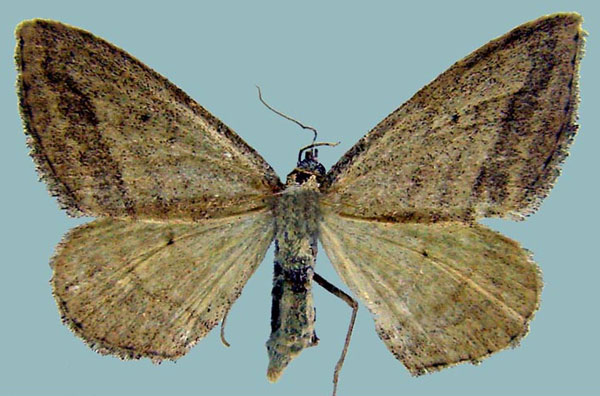 /filer/webapps/moths/media/images/M/molaris_Scopula_AF_ZSM.jpg