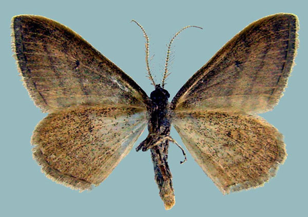 /filer/webapps/moths/media/images/M/molaris_Scopula_AM_ZSMb.jpg