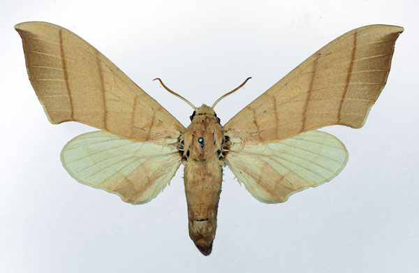 /filer/webapps/moths/media/images/M/molitor_Pseudoclanis_AF_Basquin_01.jpg