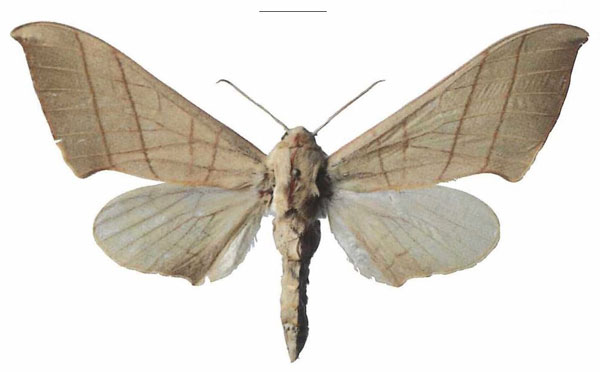 /filer/webapps/moths/media/images/M/molitor_Pseudoclanis_AF_EMEMa.jpg