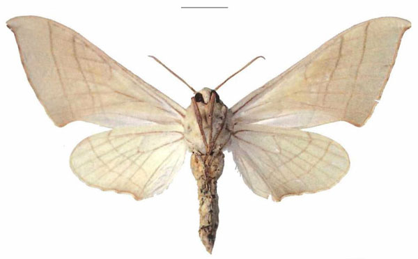 /filer/webapps/moths/media/images/M/molitor_Pseudoclanis_AF_EMEMb.jpg