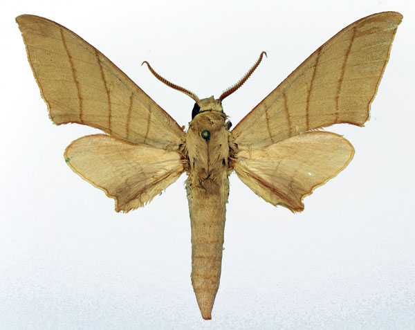 /filer/webapps/moths/media/images/M/molitor_Pseudoclanis_AM_Basquin_01.jpg