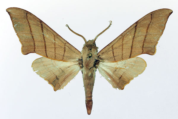 /filer/webapps/moths/media/images/M/molitor_Pseudoclanis_AM_Basquin_02.jpg
