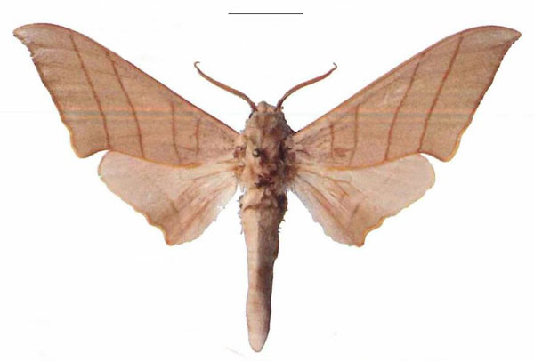/filer/webapps/moths/media/images/M/molitor_Pseudoclanis_AM_EMEM_01a.jpg