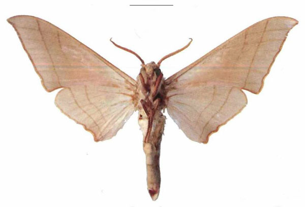 /filer/webapps/moths/media/images/M/molitor_Pseudoclanis_AM_EMEM_01b.jpg
