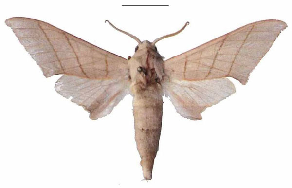/filer/webapps/moths/media/images/M/molitor_Pseudoclanis_AM_EMEM_02a.jpg