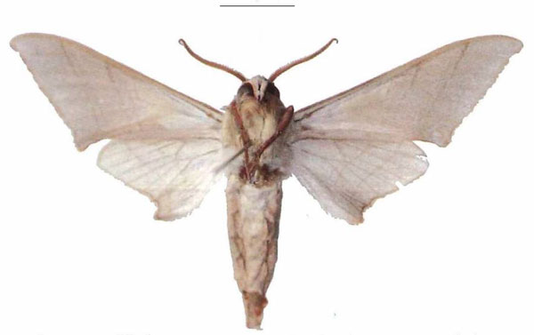 /filer/webapps/moths/media/images/M/molitor_Pseudoclanis_AM_EMEM_02b.jpg