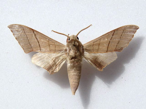 /filer/webapps/moths/media/images/M/molitor_Pseudoclanis_A_Goff_01.jpg