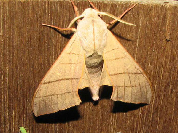 /filer/webapps/moths/media/images/M/molitor_Pseudoclanis_A_Goff_02.jpg
