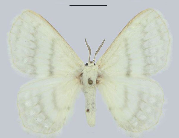 /filer/webapps/moths/media/images/M/molliae_Streptojana_HT_ANHRT.jpg