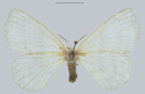 /filer/webapps/moths/media/images/M/molliae_Streptojana_PTF_ANHRT.jpg