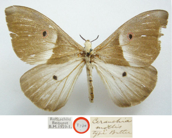 /filer/webapps/moths/media/images/M/mollis_Ceranchia_HT_NHMUKa.jpg